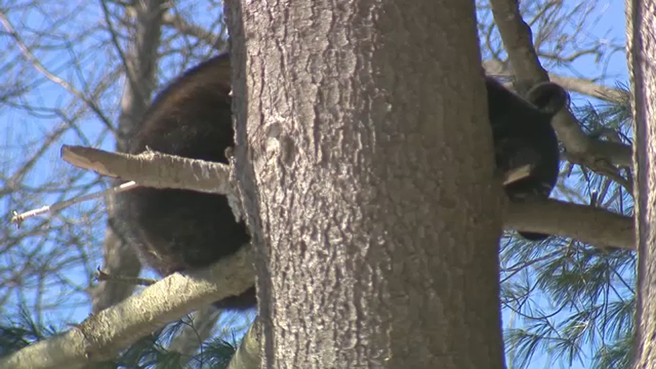 Sleeping bear spotted in tree near Connecticut elementary school