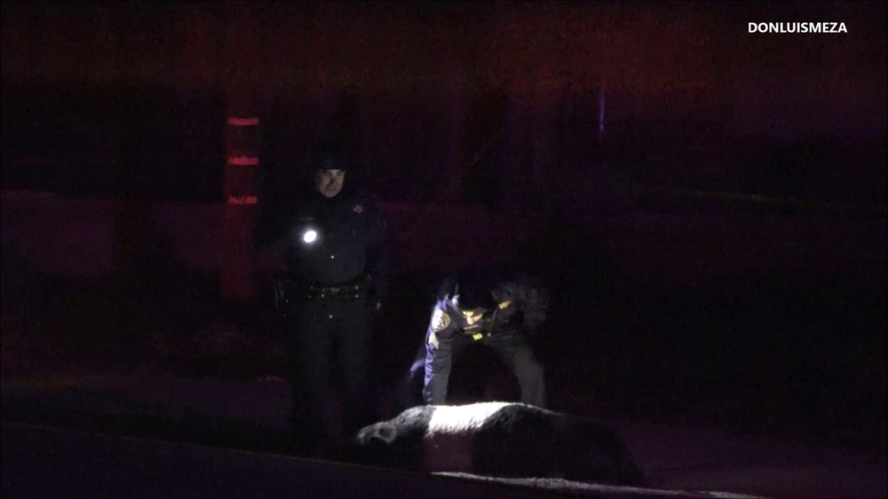Motorcyclist struck by minivan after hitting pig in Littlerock