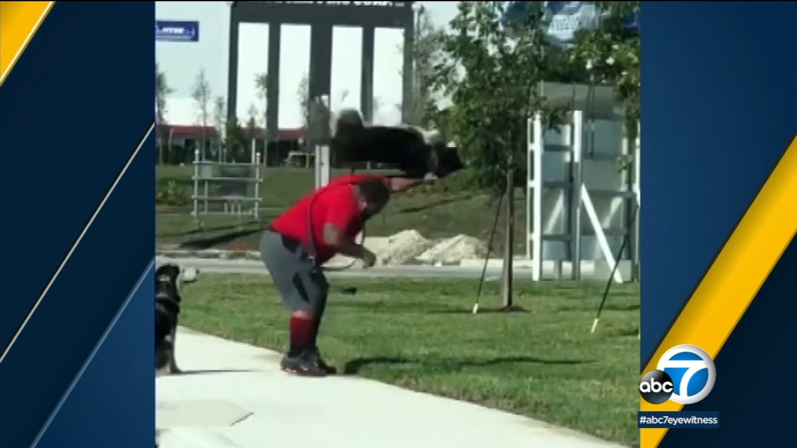 VIDEO: Florida man faces animal cruelty charges after slamming dog to ...