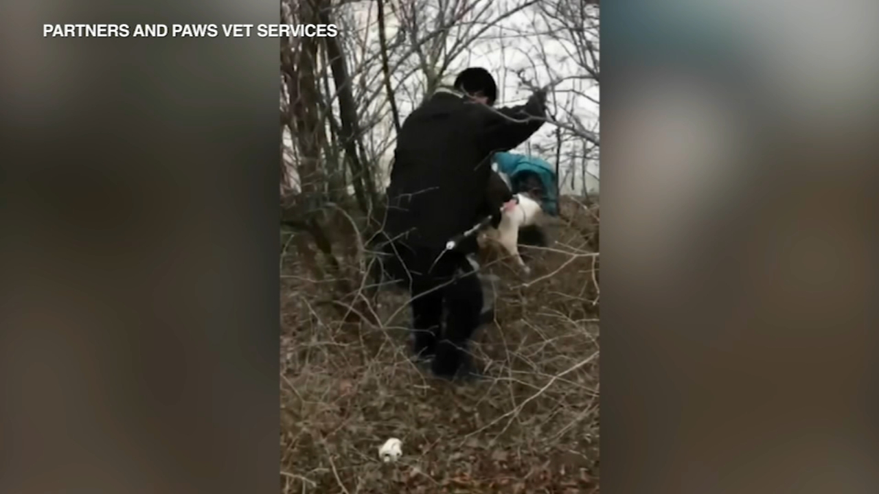 Vets rescue crying dog from frozen pond in Lisle