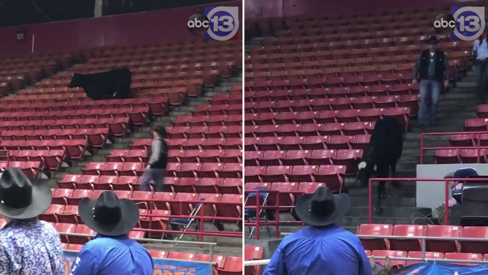 Cow escapes to stands inside NRG Arena at RodeoHouston