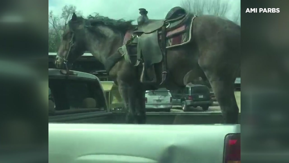 Horse in the bed of pickup truck going 70 MPH on US-59