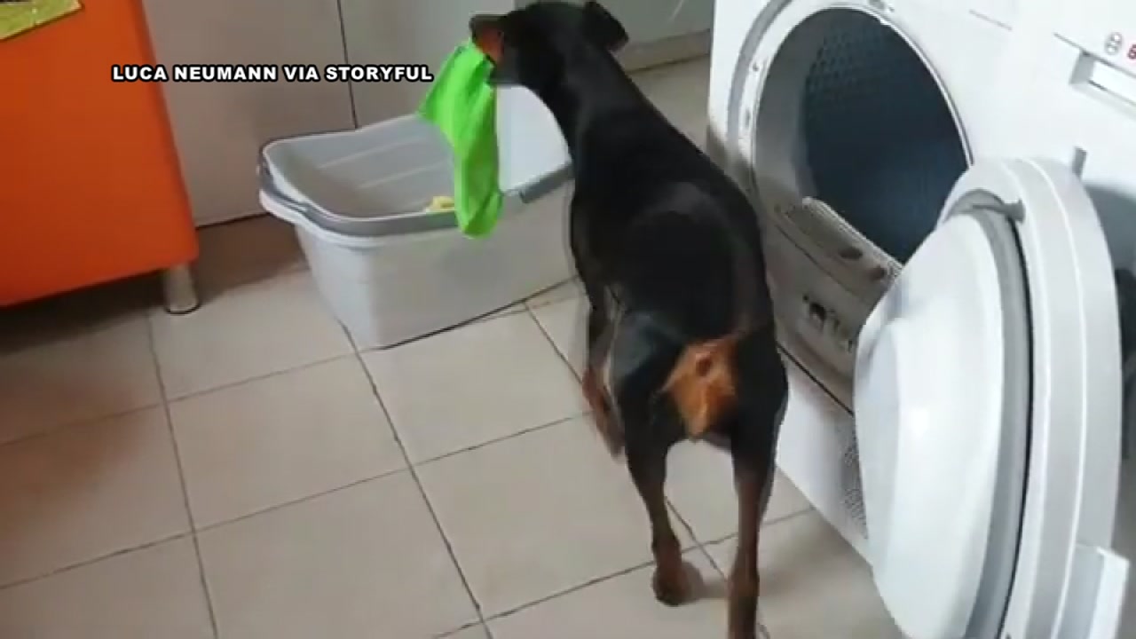 Sweet dog helps with the laundry