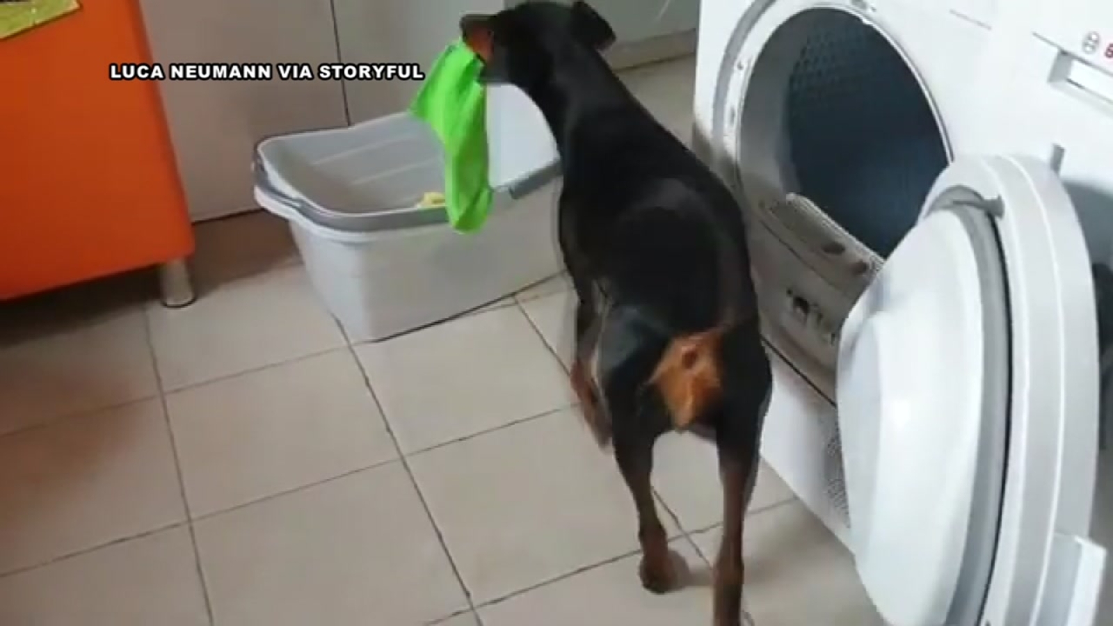 Sweet dog helps with the laundry ABC13 Houston