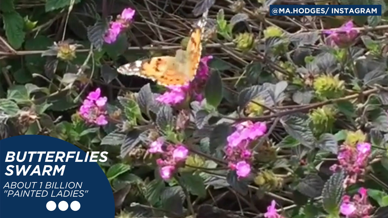 Eyewitness This: Butterflies swarm SoCal, flour recall, 'Aladdin' full trailer