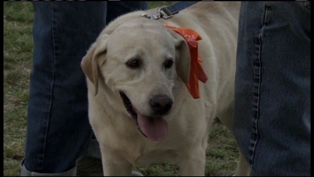 Experts say obesity is the single biggest threat to pet health 