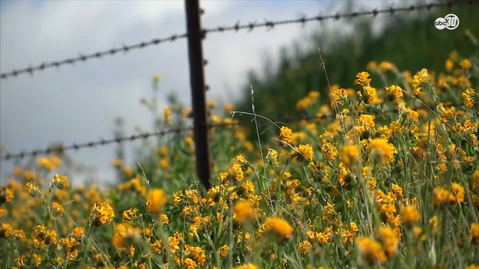 Colorful flowers blooming along Wildflower Trail in Clovis foothills