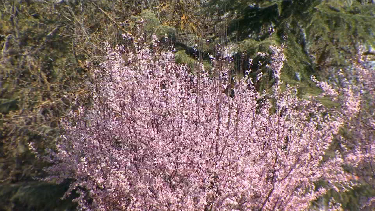 Allergy season this year will be rough due to wet winter in Central Valley