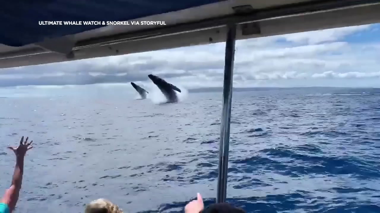 Humpback whales double breach and delight whale watching tour