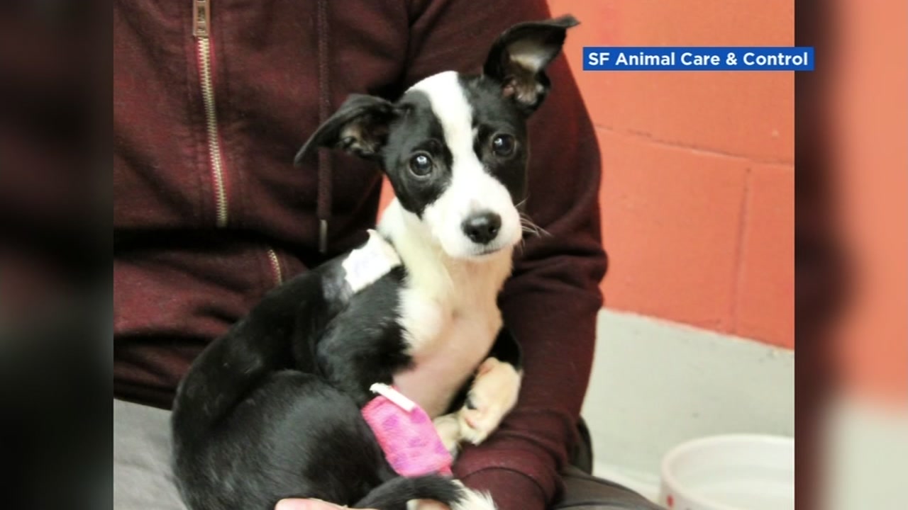 SF Man charged with animal cruelty after being caught on video throwing puppy down hall
