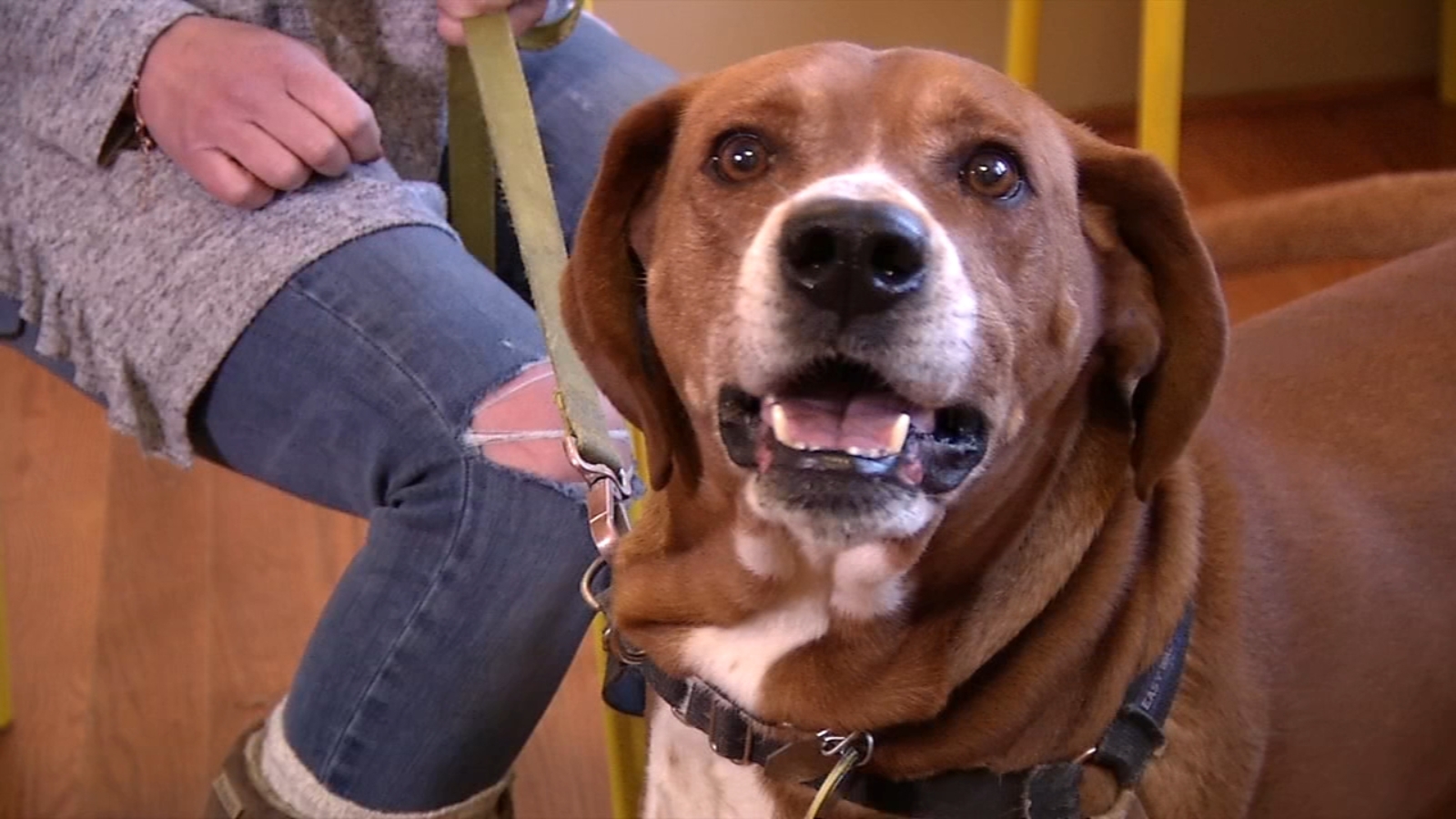 Shelter Me All 4 Paws Rescue 6abc Philadelphia