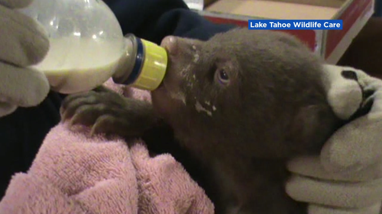 Bear cubs found near Tahoe may have been poached