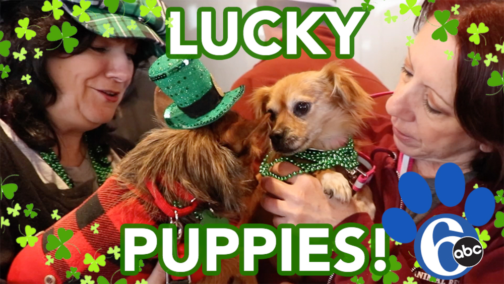 Shelter animals feeling lucky for St. Patrick's Day