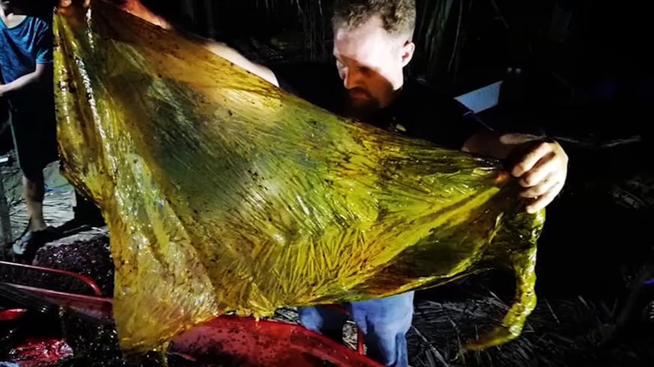 Dead whale found with 40 kilograms of plastic bags in its stomach