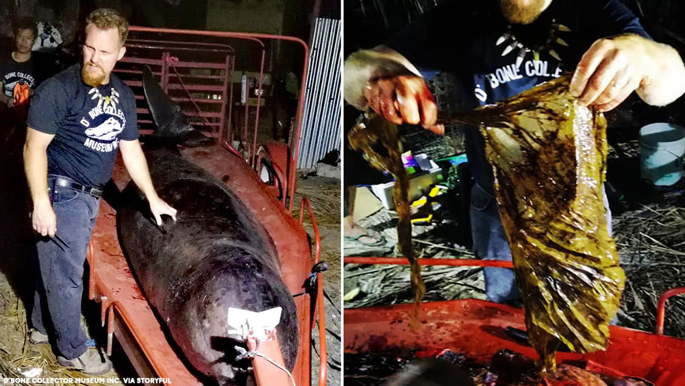 88 pounds of plastic found in stomach of dead whale