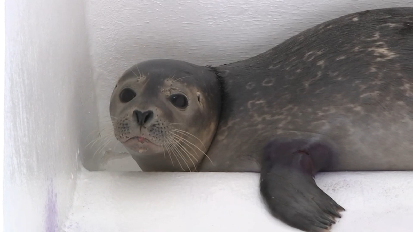 Seals found stranded at Jersey Shore being nursed back to health 6abc Philadelphia