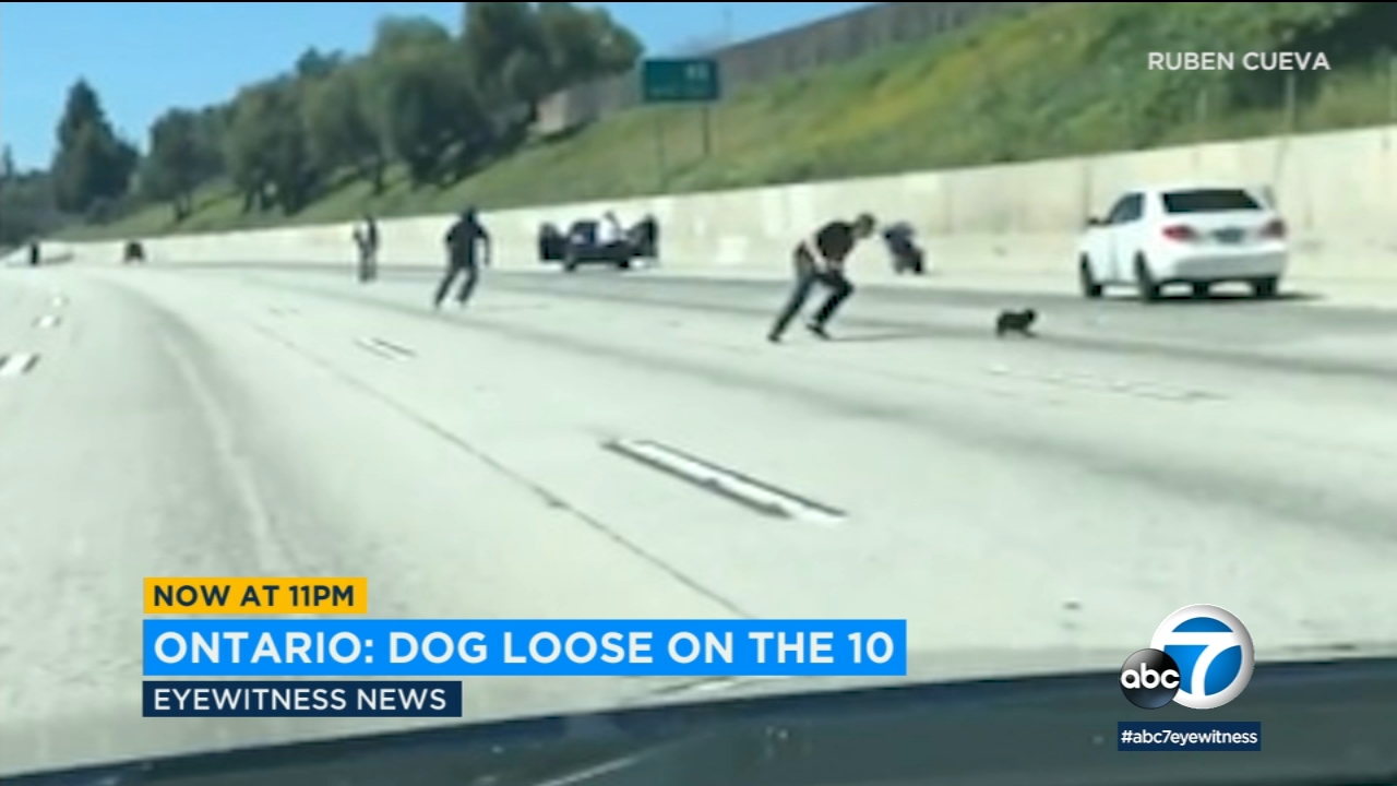 VIDEO: Dog runs loose on IE freeway