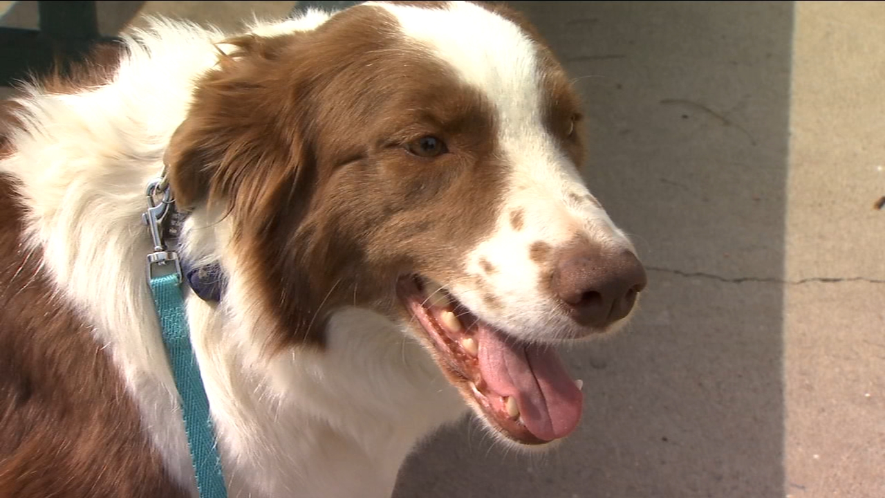 Fresno State offering discounted pet vaccinations, microchips