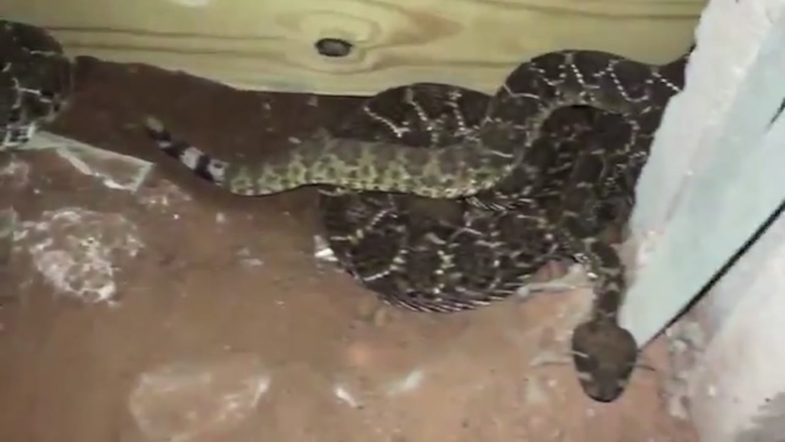 Texas homeowner finds 45 rattlesnakes underneath his home ABC7 Chicago