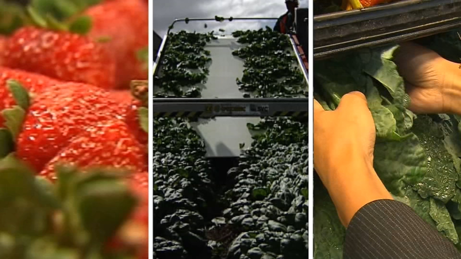 Strawberries top "dirty dozen" list 6abc Philadelphia