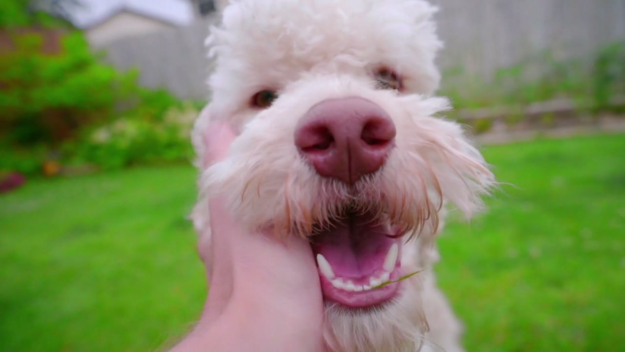 what restaurants allow dogs