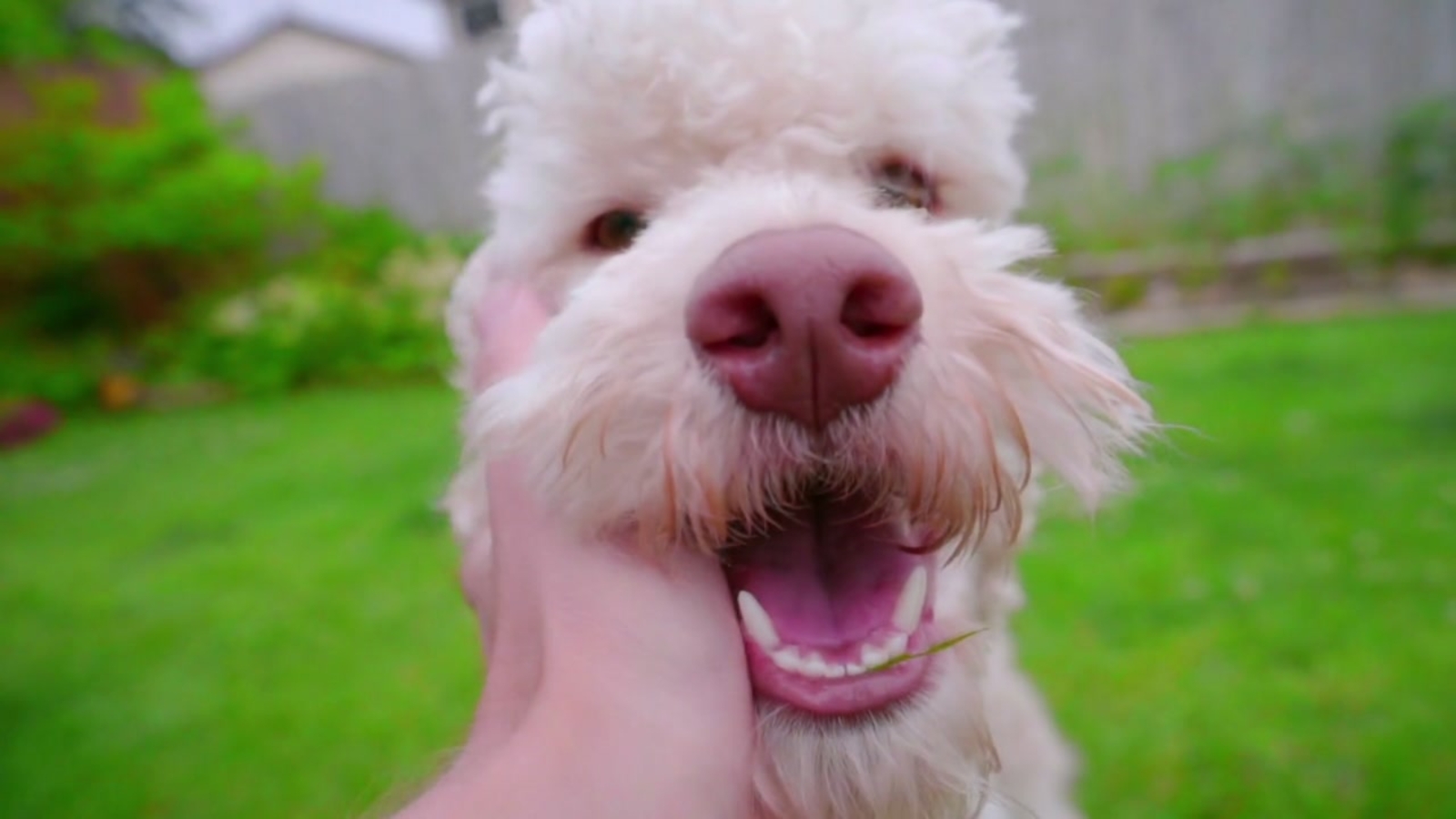 Restaurant allow dogs near me