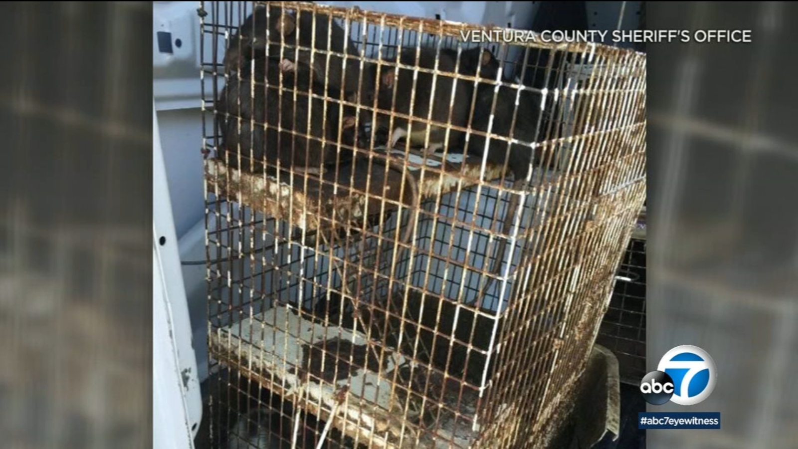 Photos show filthy conditions of California home where up to 700 rats