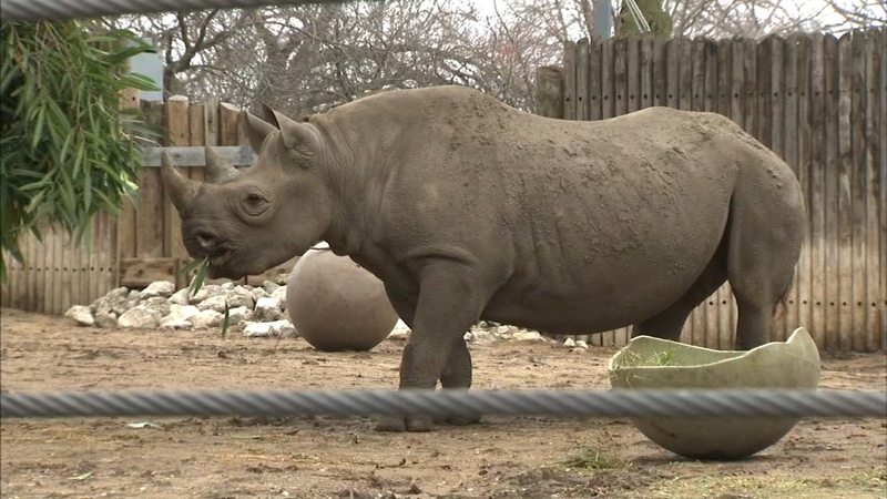 Lincoln Park Zoo�s Critically Endangered Eastern Black Rhinoceros Pregnant  - Abc7 Chicago Lincoln Park Zoo�s Critically Endangered Eastern Black Rhinoceros Pregnant  - Abc7 Chicago
