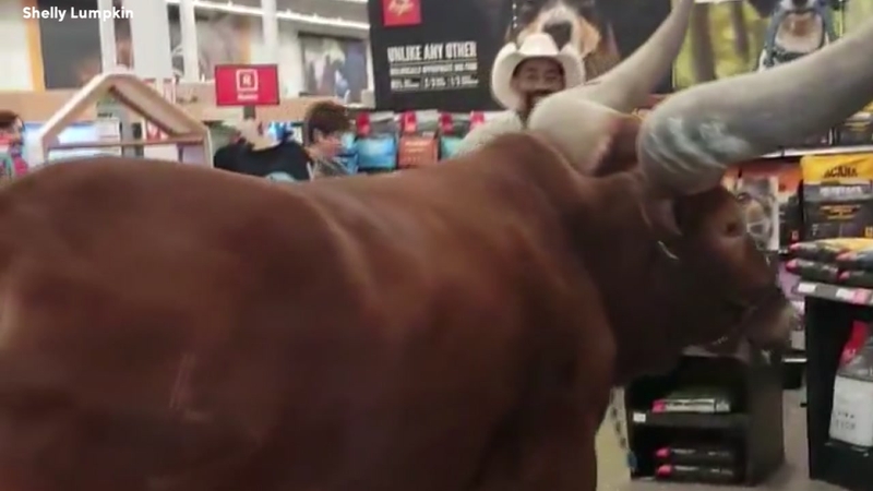Texas Man Giant Longhorn Steer Test Petco Leashed Pets Policy