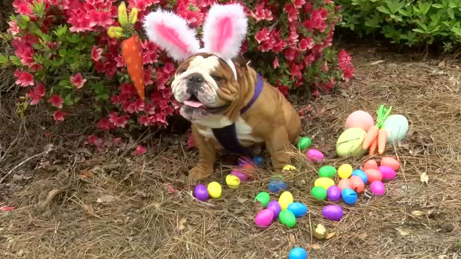 New 'Cadbury' mascot is a bulldog ABC13 Houston