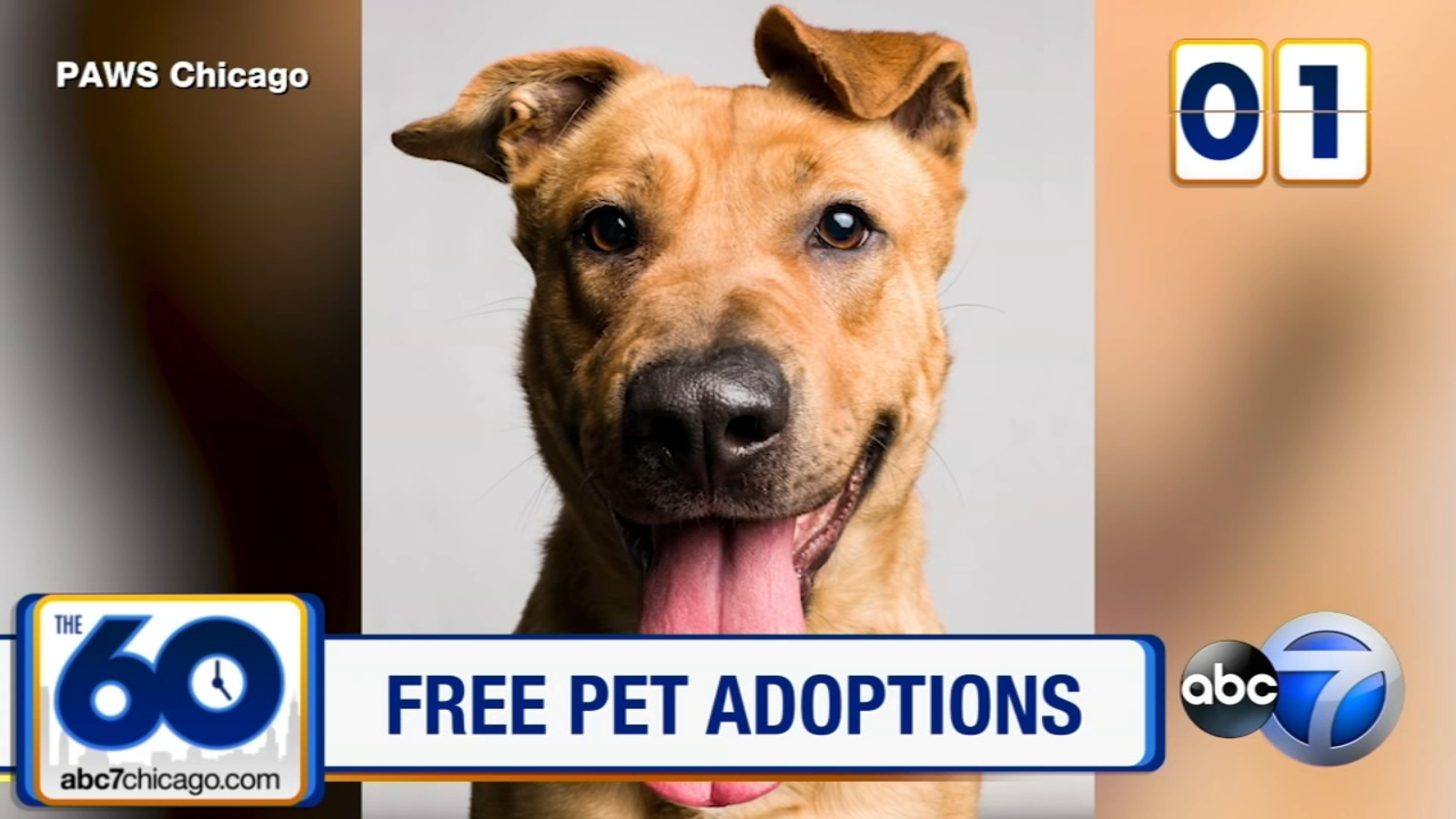 The 60 Free pet adoptions this weekend ABC7 Chicago