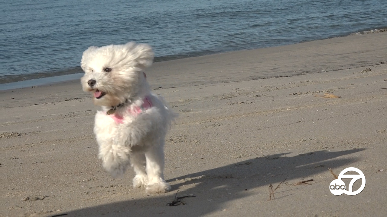 Rosie S Dog Beach In Long Beach Celebrates 16 Years Of Puppy Paradise Abc7 Los Angeles