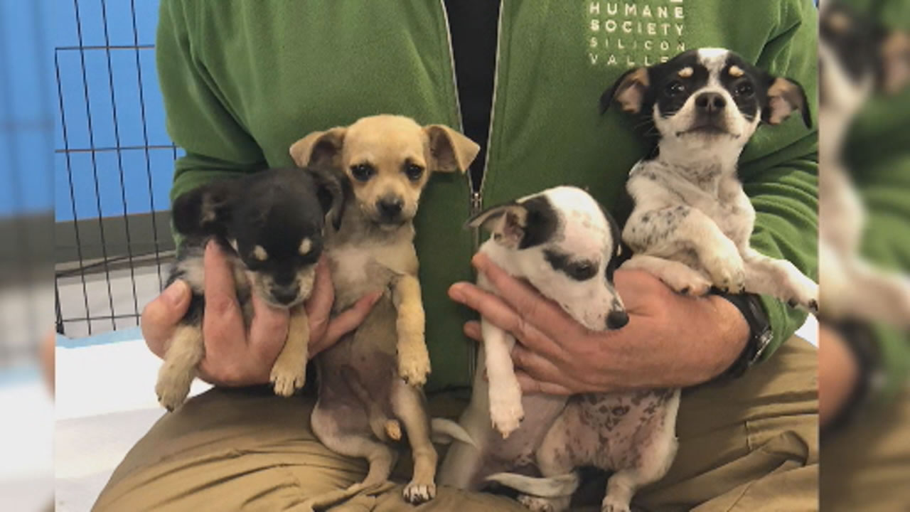 Meet the puppies named after the ABC7 Mornings team