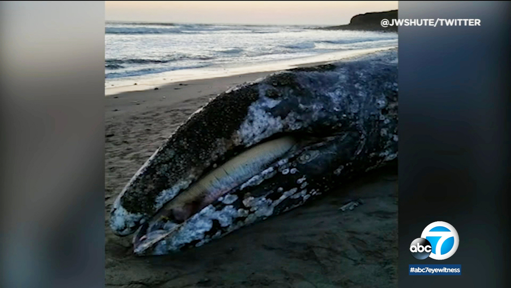Dead gray whale washes up in Malibu