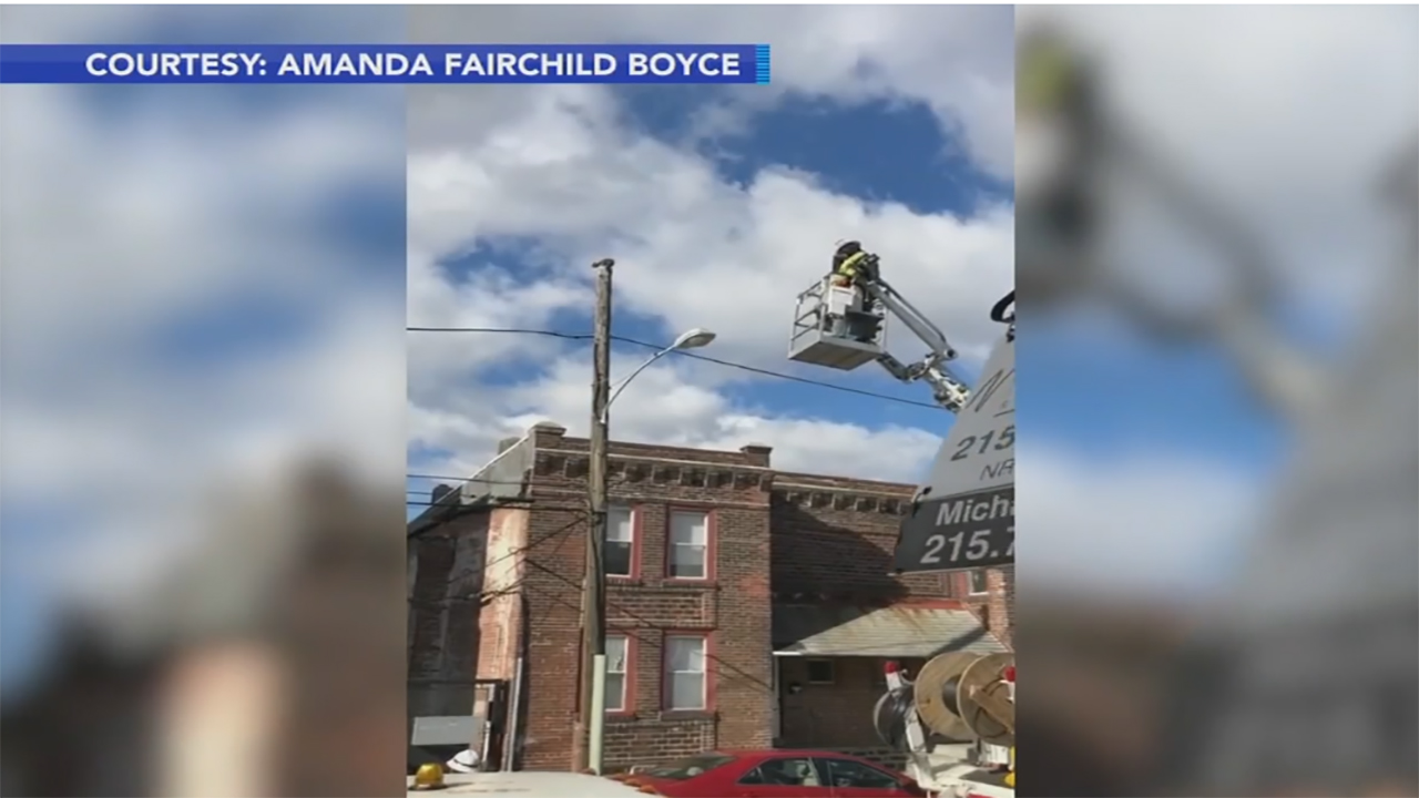 Verizon worker suspended after rescuing cat stuck on utility pole