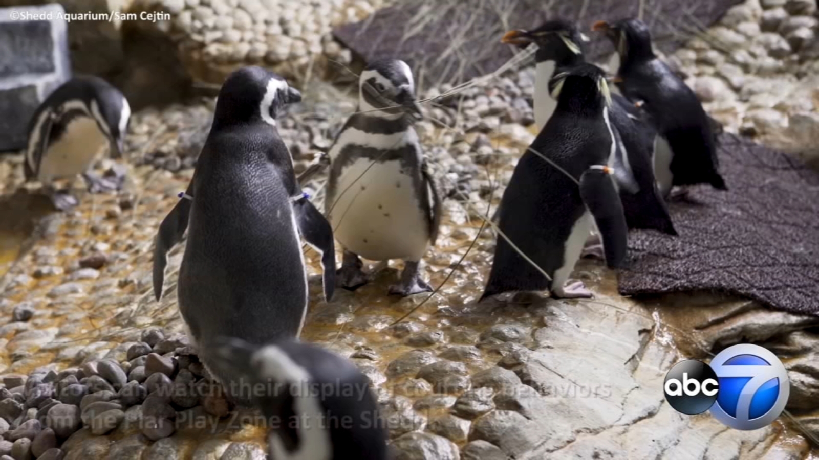 Penguin mating season begins at Shedd Aquarium - ABC7 Chicago