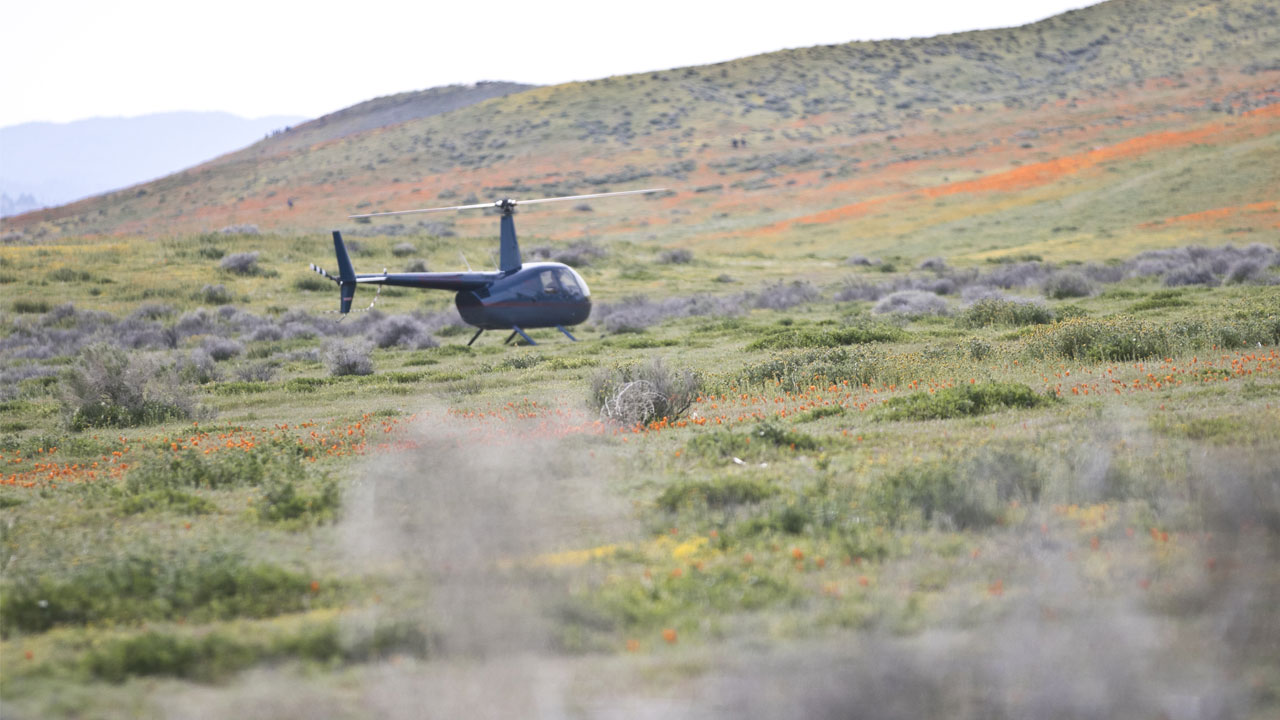 Spring break crowds flocking to poppy fields in IE, Antelope Valley