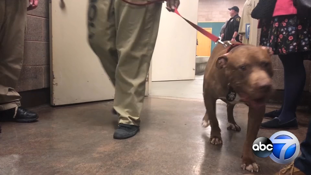 Shelter dogs graduate training program