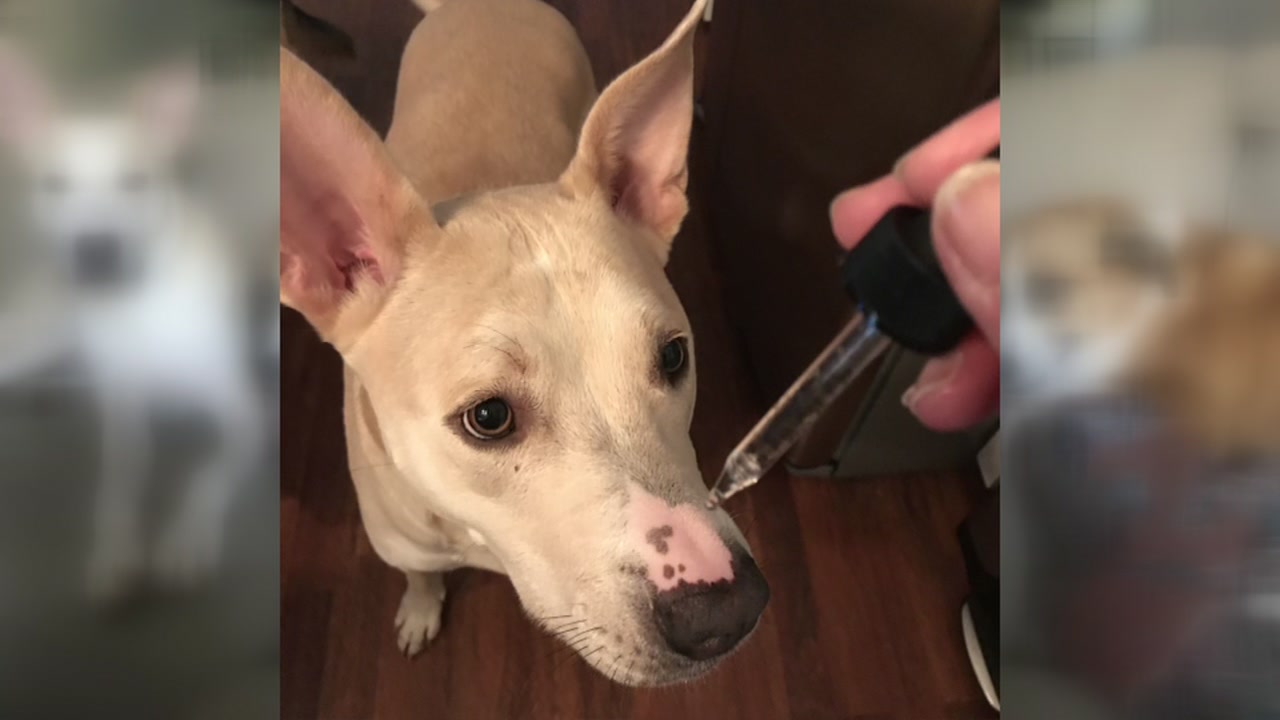 Is CBD safe for your pet?