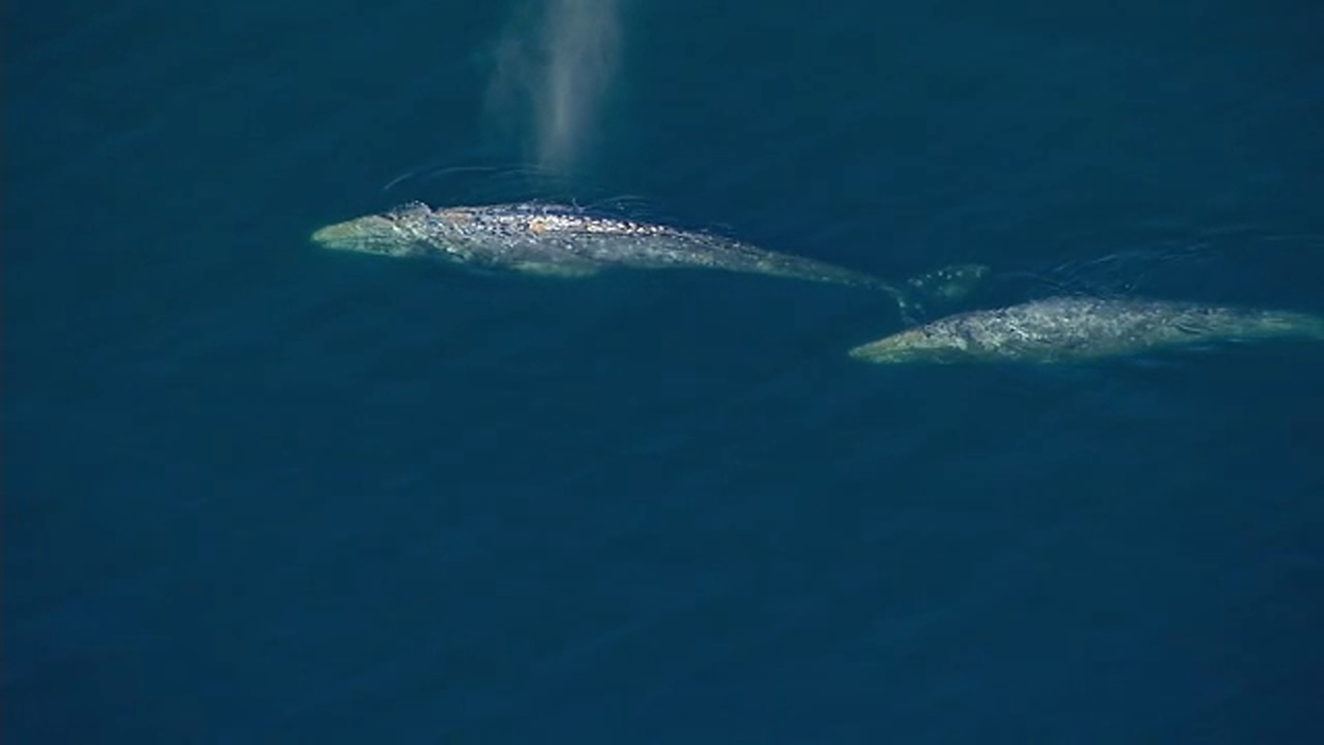 VIDEO: Up to 5 whales spotted swimming in Long Beach Harbor