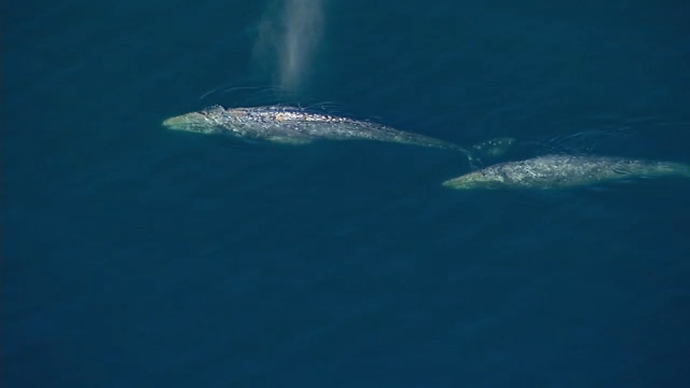 VIDEO: Up to 5 whales spotted swimming in Long Beach Harbor