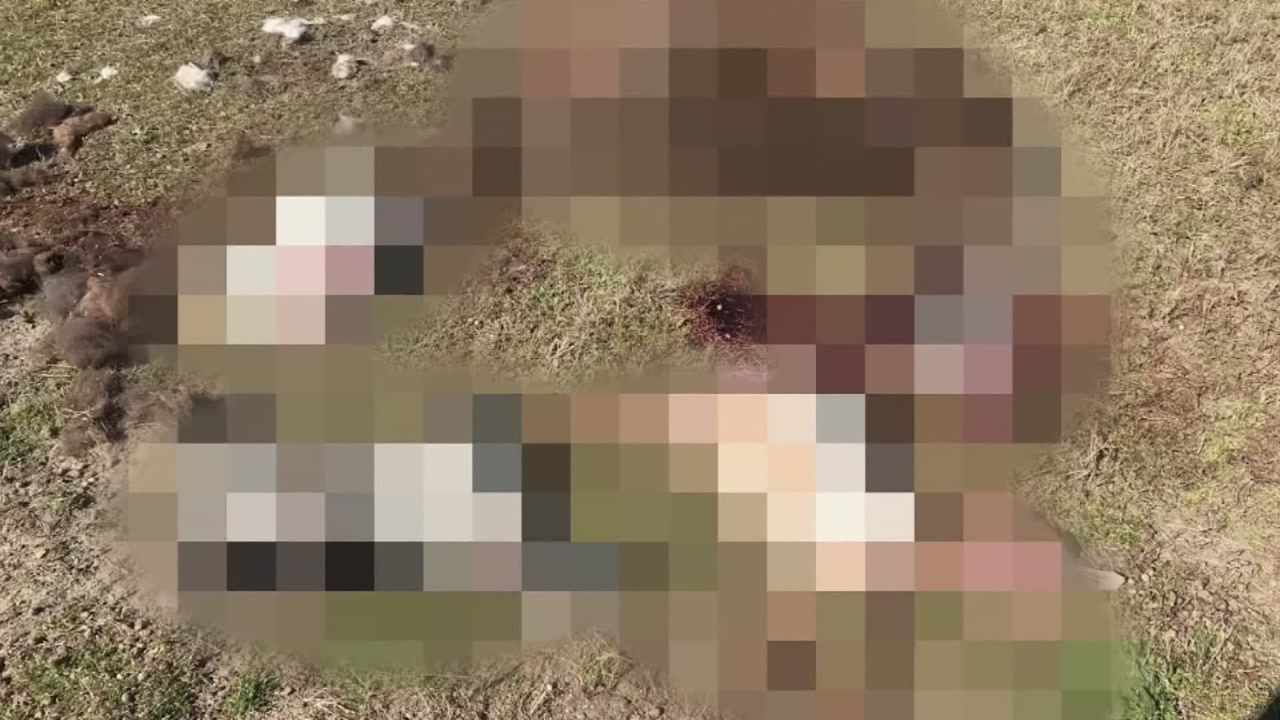 500 lb llama and 14 goats killed by pack of dogs