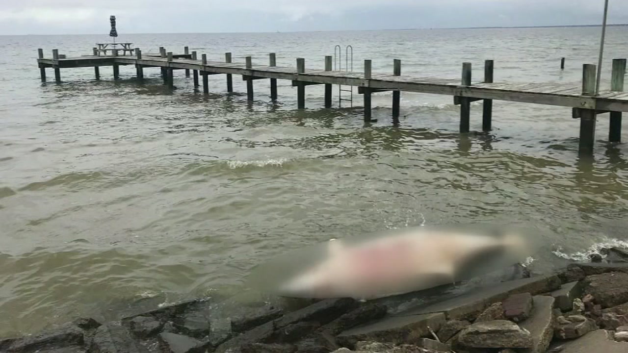 Dolphin found dead in Seabrook