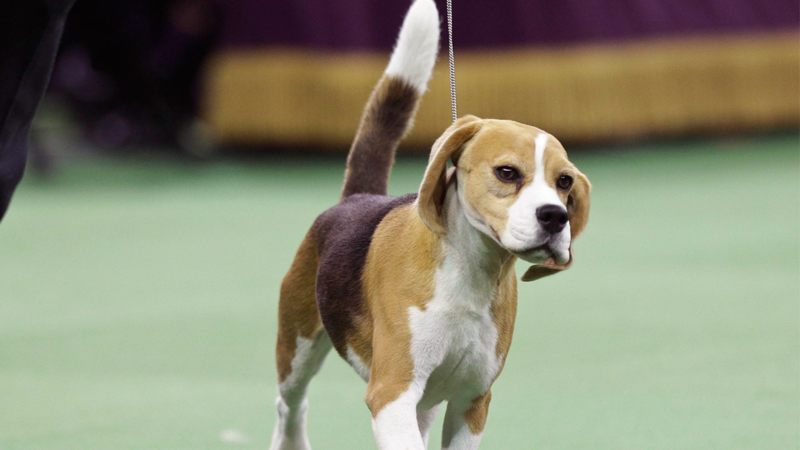 Tailwagging beagle named Miss P wins best in show at Westminster Dog