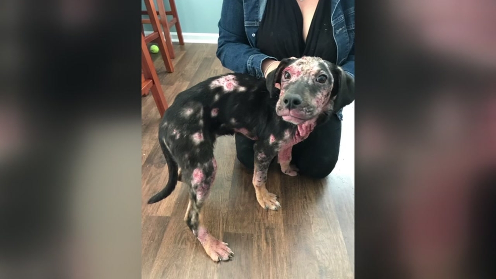 Proposed NC bill would create online registry of convicted animal abusers