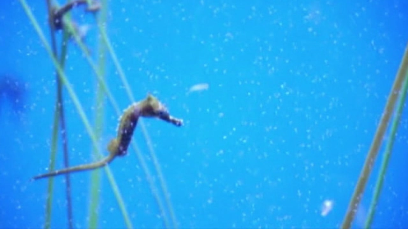 NC Aquariums in the running for best in North America ABC11 RaleighDurham