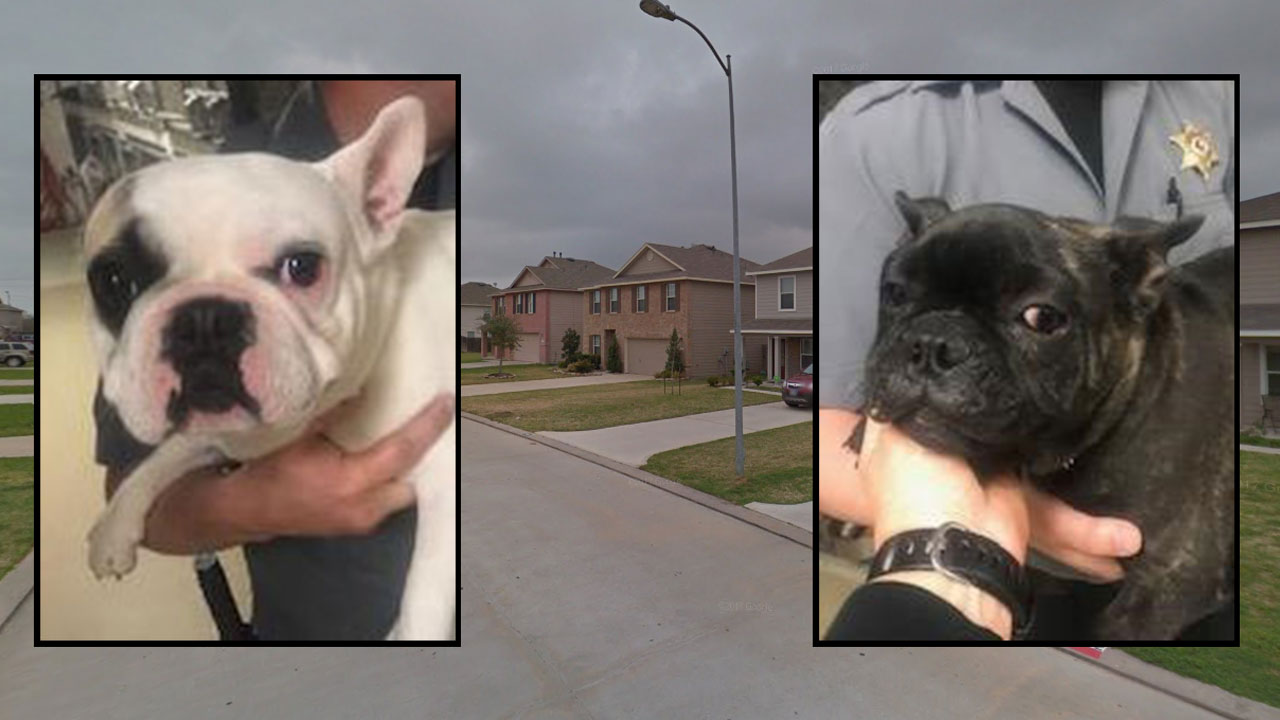 Stolen French bulldogs abandoned inside Cypress home: Constable