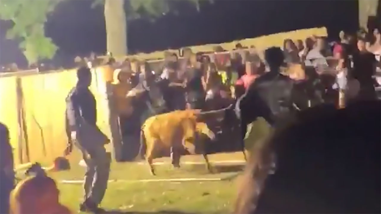 Bulls run around PVAMU outdoor party, charging at students