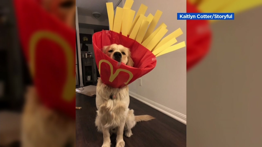 Dog goes viral for 'cone of shame' pics