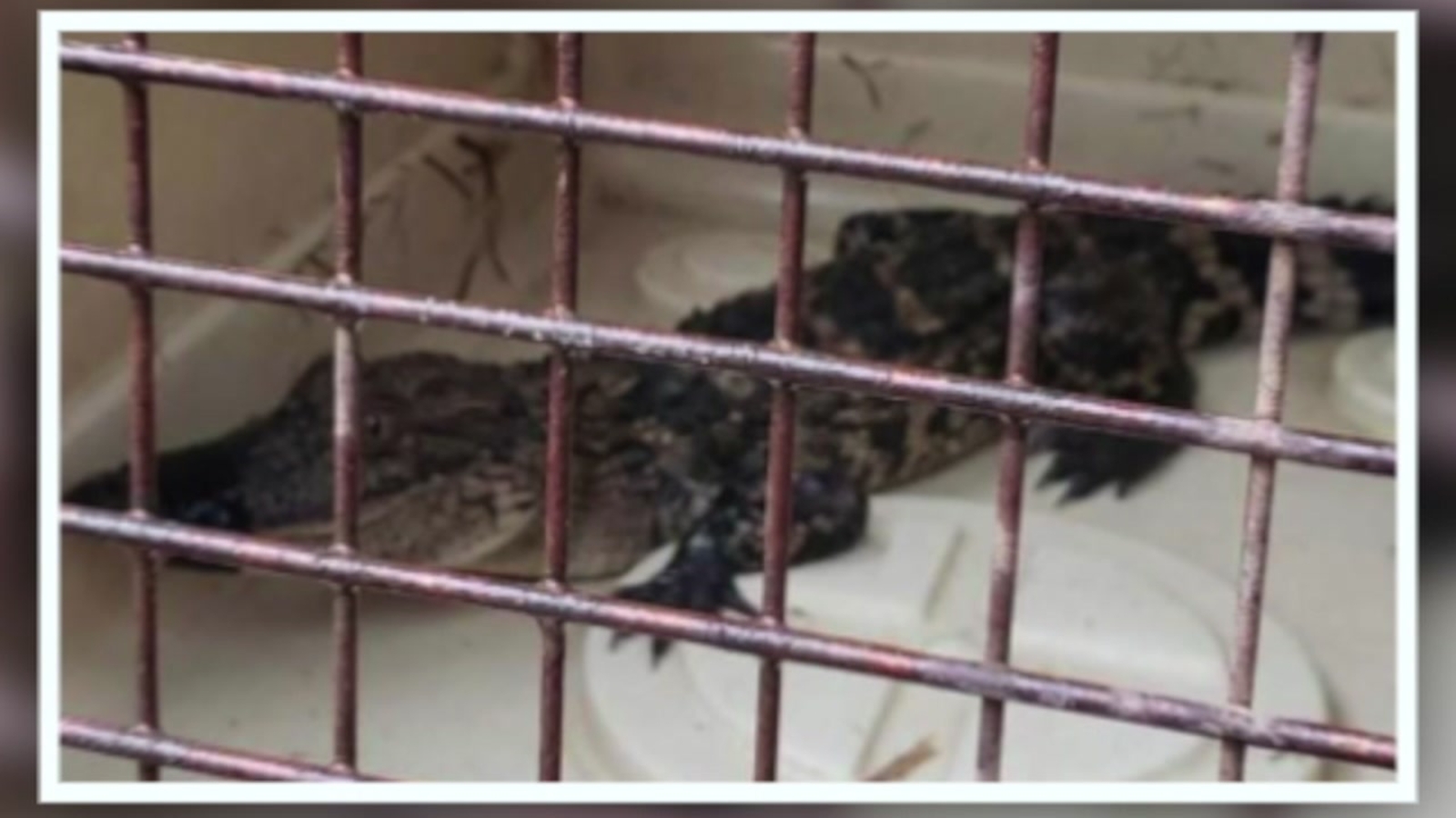 Alligator intentionally put in North Carolina lake near homes